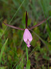 Cleistesiopsis divaricata (Large Rosebud orchid)