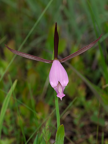 Cleistesiopsis divaricata (Large Rosebud orchid)