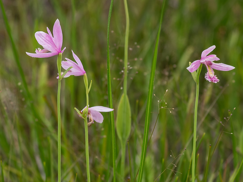 Pogonia ophioglossoides (Rose Pogonia orchid)