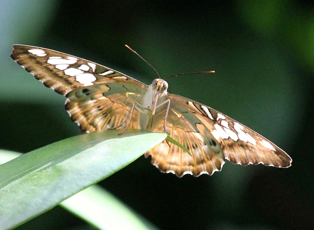 Klipper-Schmetterling