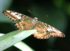 Klipper-Schmetterling
