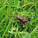 Sei kein Frosch, Baby!
