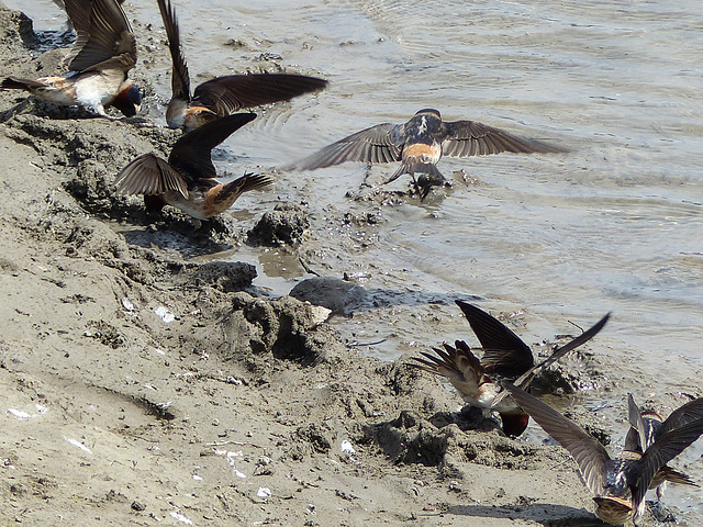 Cliff Swallows collecting mud to repair their nests