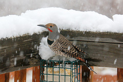 Male Northern Flicker