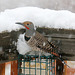 Male Northern Flicker