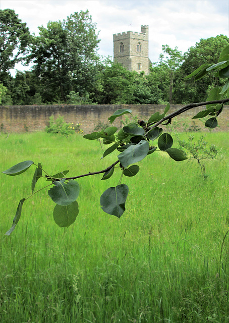 All Saints' Church from the walled garden..