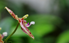 Phalaenopsis Thalebani (2)