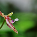 Phalaenopsis Thalebani (2)