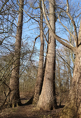 Wanderweg im Heuckenlock