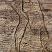 Interessante Muster: Käferfraß im Holz
