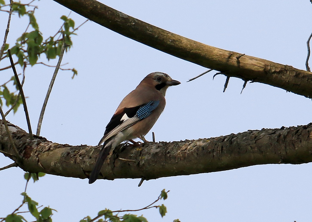 un de mes oiseaux preferé : le geai .....