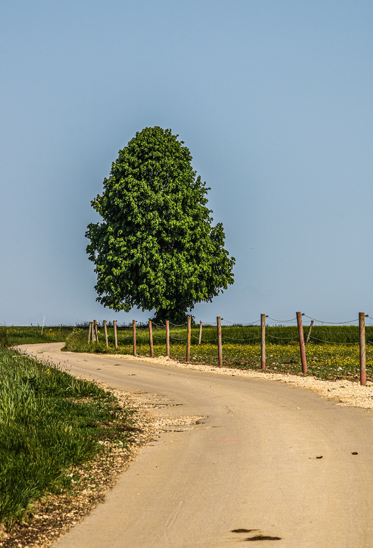 A Fence for Friday