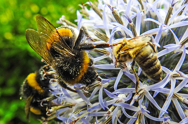 20230719 2388CPw [D~LIP] Kugeldistel, Honigbiene, Dunkle Erdhummel, Bad Salzuflen