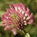 Trèfle des prés  (Trifolium pratense), Trèfle des prés  (Trifolium pratense),