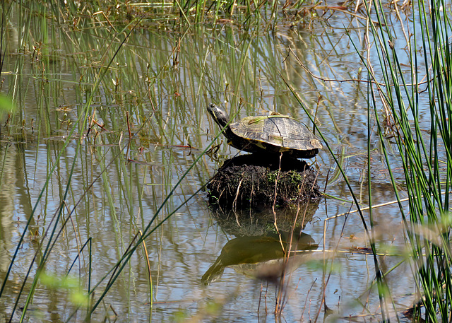 Turtle Basking in the Sun