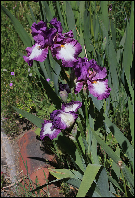 Iris Footloose (1)