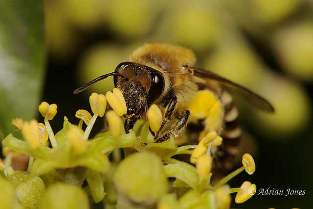 Colletes hederae (The Ivy Bee)