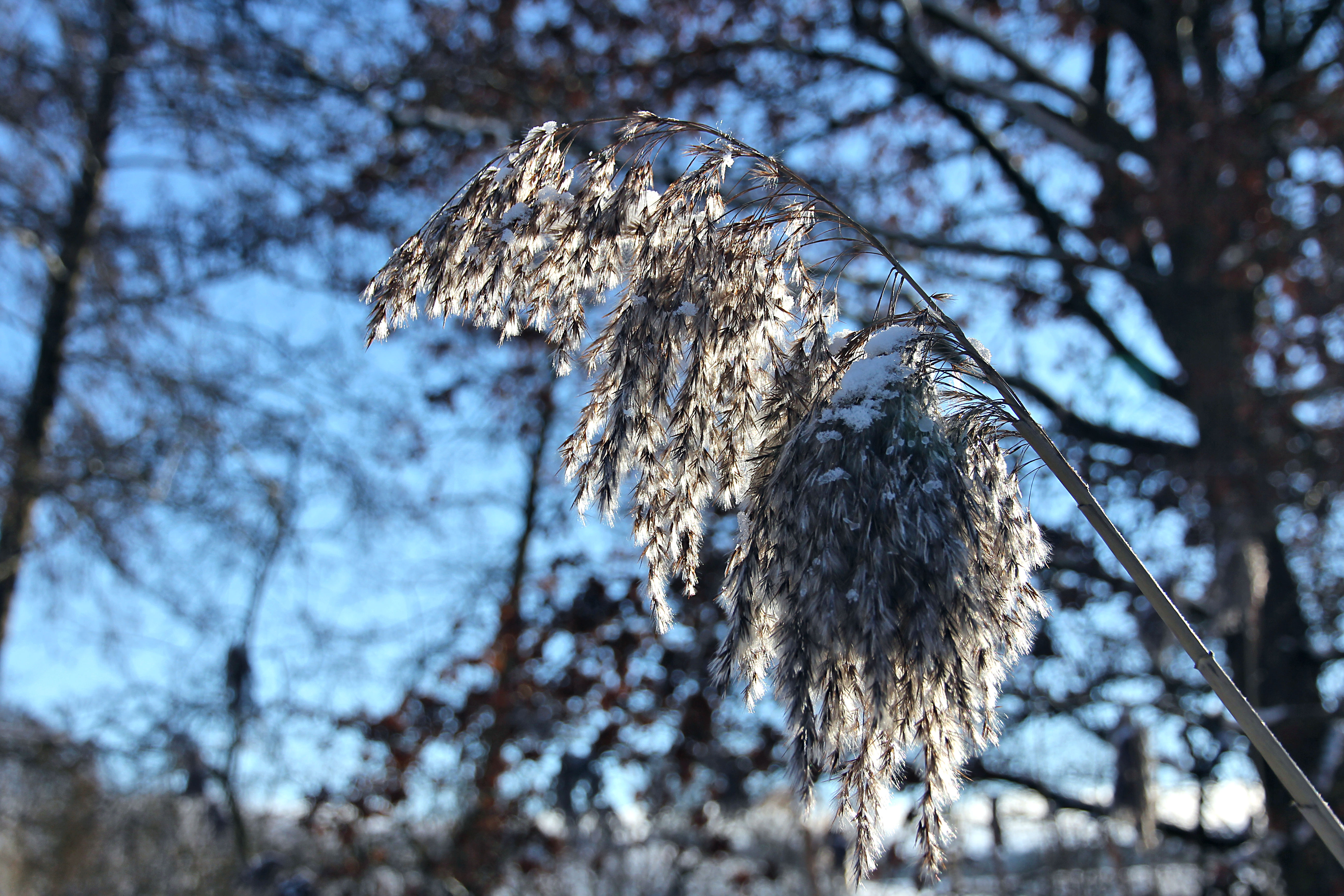 Winterimpression - Die Schönheit der kleinen Dinge