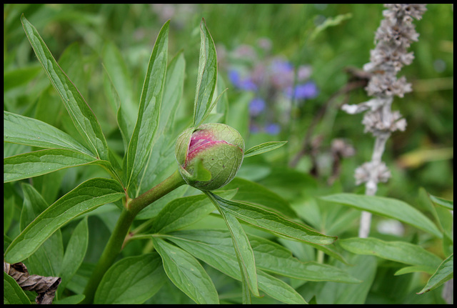 Paeonia officinalis