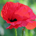 Color me Poppy