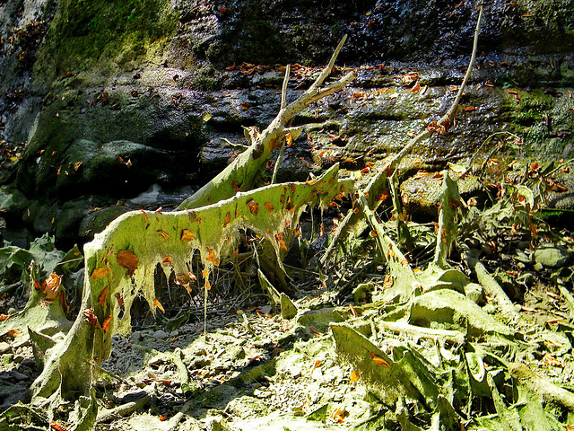 Lutirano (Marradi-FI). Siccità nel torrente Acerreta, pozze di Badia della Valle  -  Acerreta's "holes Creek"in dry to drough; site beetwen Tuscany and Romagna Regions.