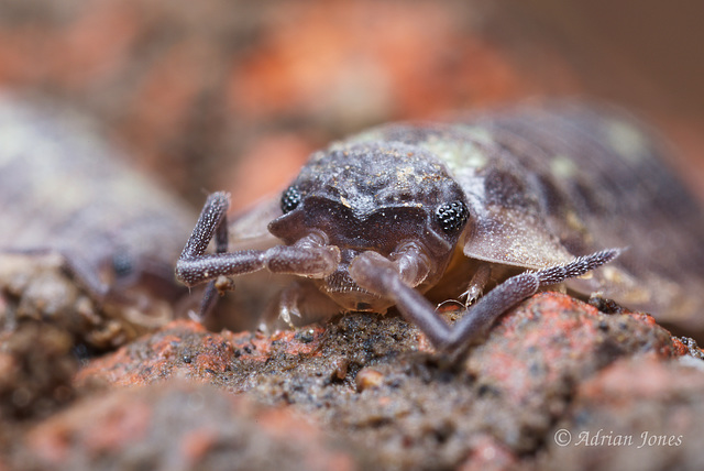 Woodlouse