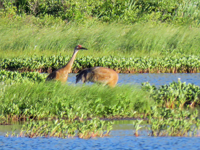 Sandhill Cranes, Waterton