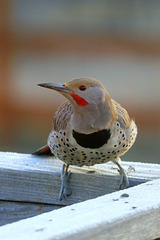 Male Northern Flicker