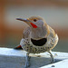 Male Northern Flicker