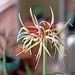 Winter's Amaryllis