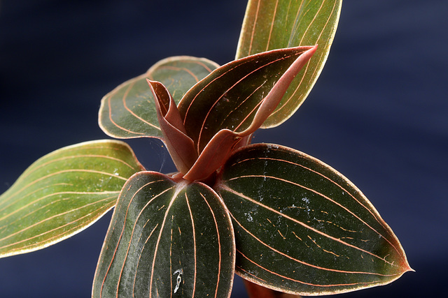 Ludisia discolor