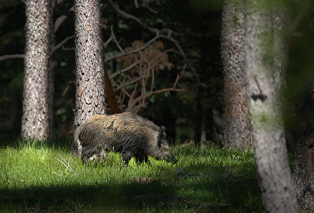 Sanglier "de montagne"