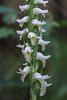 Spiranthes odorata (Fragrant Ladies'-tresses orchid)