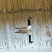 Goose