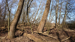 Urwald Heuckenlock