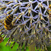 20230719 2391CPw [D~LIP] Kugeldistel, Honigbiene, Gelbbindige Furchenbiene (Halictus scabiosae), Bad Salzuflen