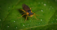 Die Robinienblattwespe (Nematus tibialis) mal entdeckt :)) The black locust sawfly (Nematus tibialis) discovered :)) La tenthrède du robinier (Nematus tibialis) découverte :))