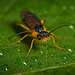 Die Robinienblattwespe (Nematus tibialis) mal entdeckt :)) The black locust sawfly (Nematus tibialis) discovered :)) La tenthrède du robinier (Nematus tibialis) découverte :))