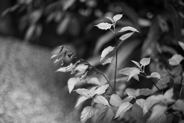 Salvia