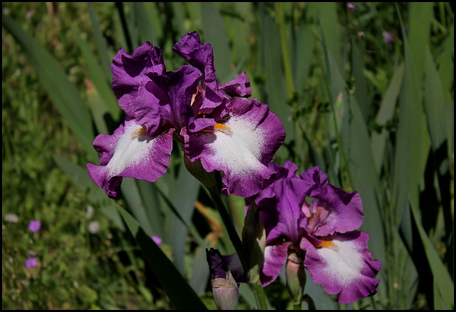 Iris Footloose (2)