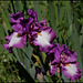 Iris Footloose (2)