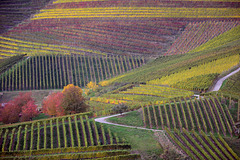 Vignes et chemin Kappelrodeck