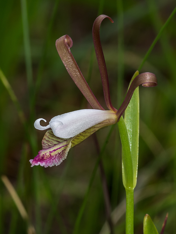 Cleistesiopsis oricamporum (Small Coastal Plain Spreading Pogonia or Small Rosebud orchid)