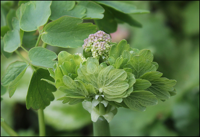 Thalictrum aquilegifolium