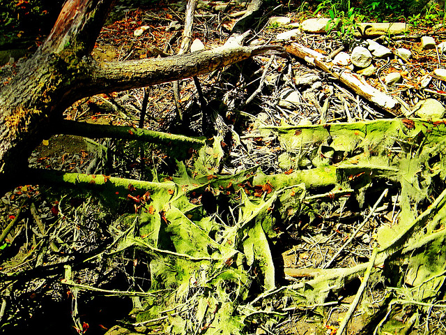 Lutirano (Marradi-FI). Siccità nel torrente Acerreta, pozze di Badia della Valle  -  Acerreta's "holes Creek"in dry to drough; site beetwen Tuscany and Romagna Regions.