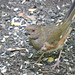 Female Eastern Towhee