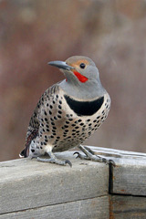 Male Northern Flicker