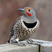 Male Northern Flicker