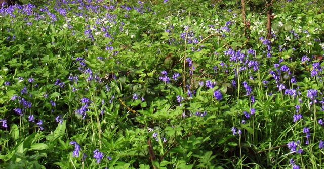 Bluebell time.......