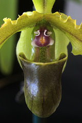 Paphiopedilum spicerianum